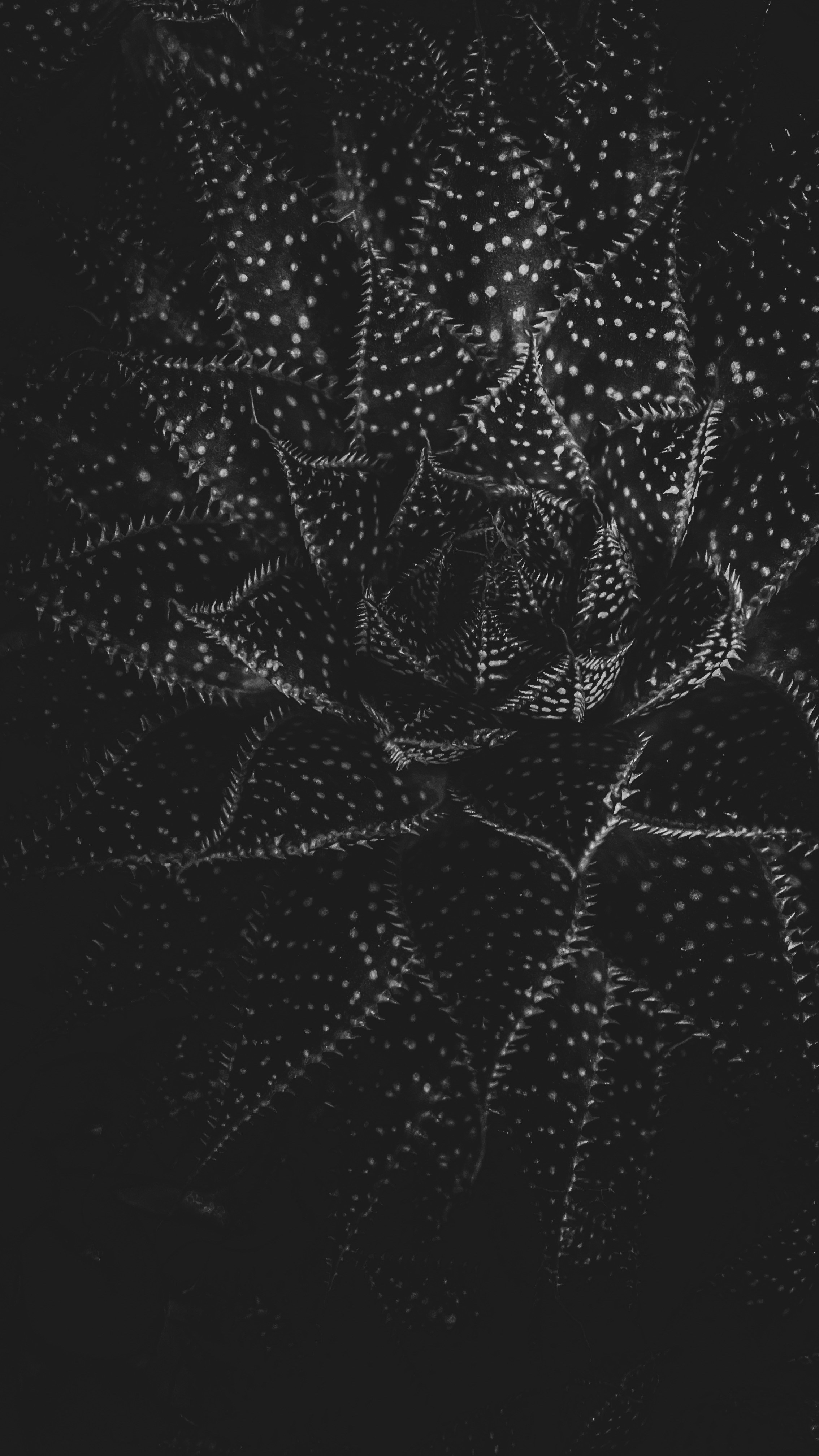 Photo by filipkrsmanovich