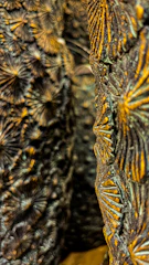 a close up of a tree trunk
