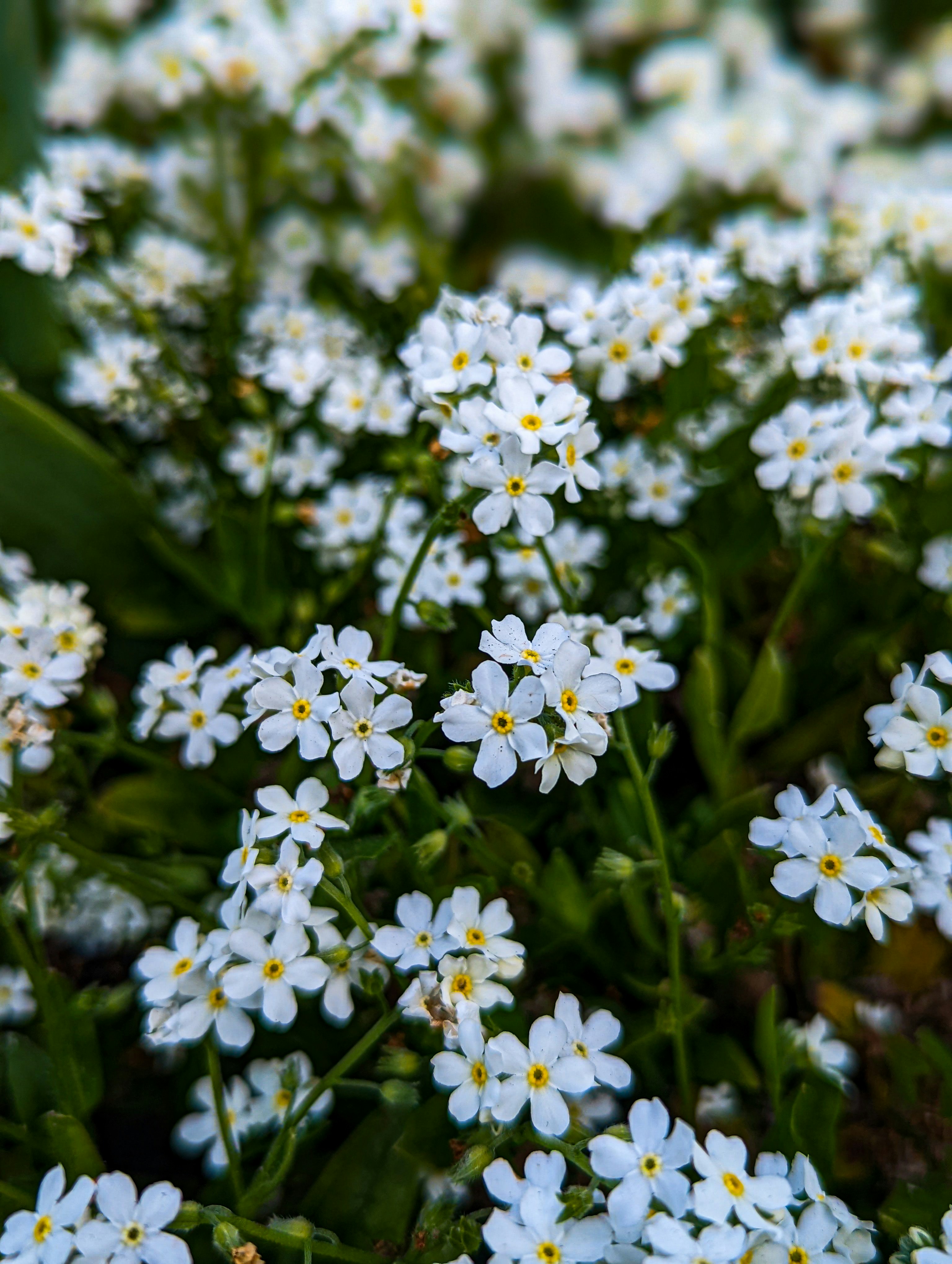 a close up of white flowers
