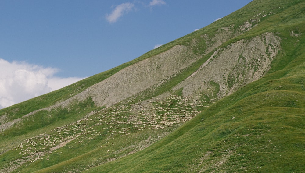 a grassy hill with a trail