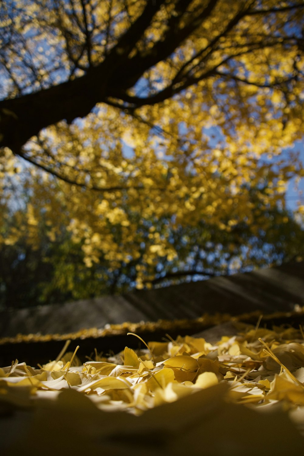 a tree with yellow leaves