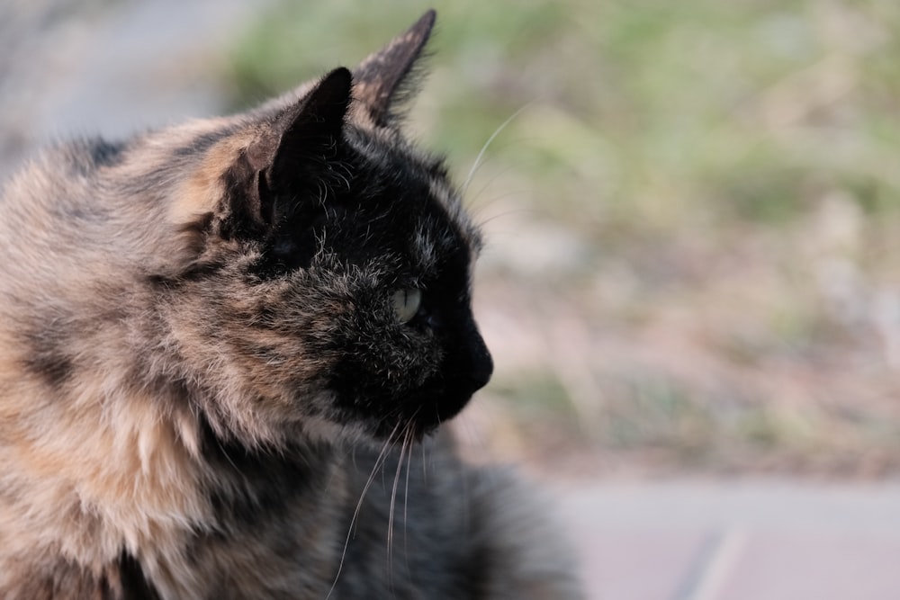 a cat looking at something