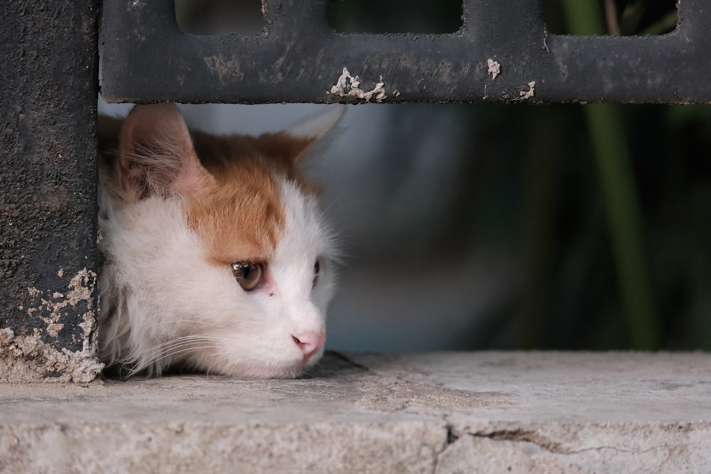 a cat looking through a hole in a wall