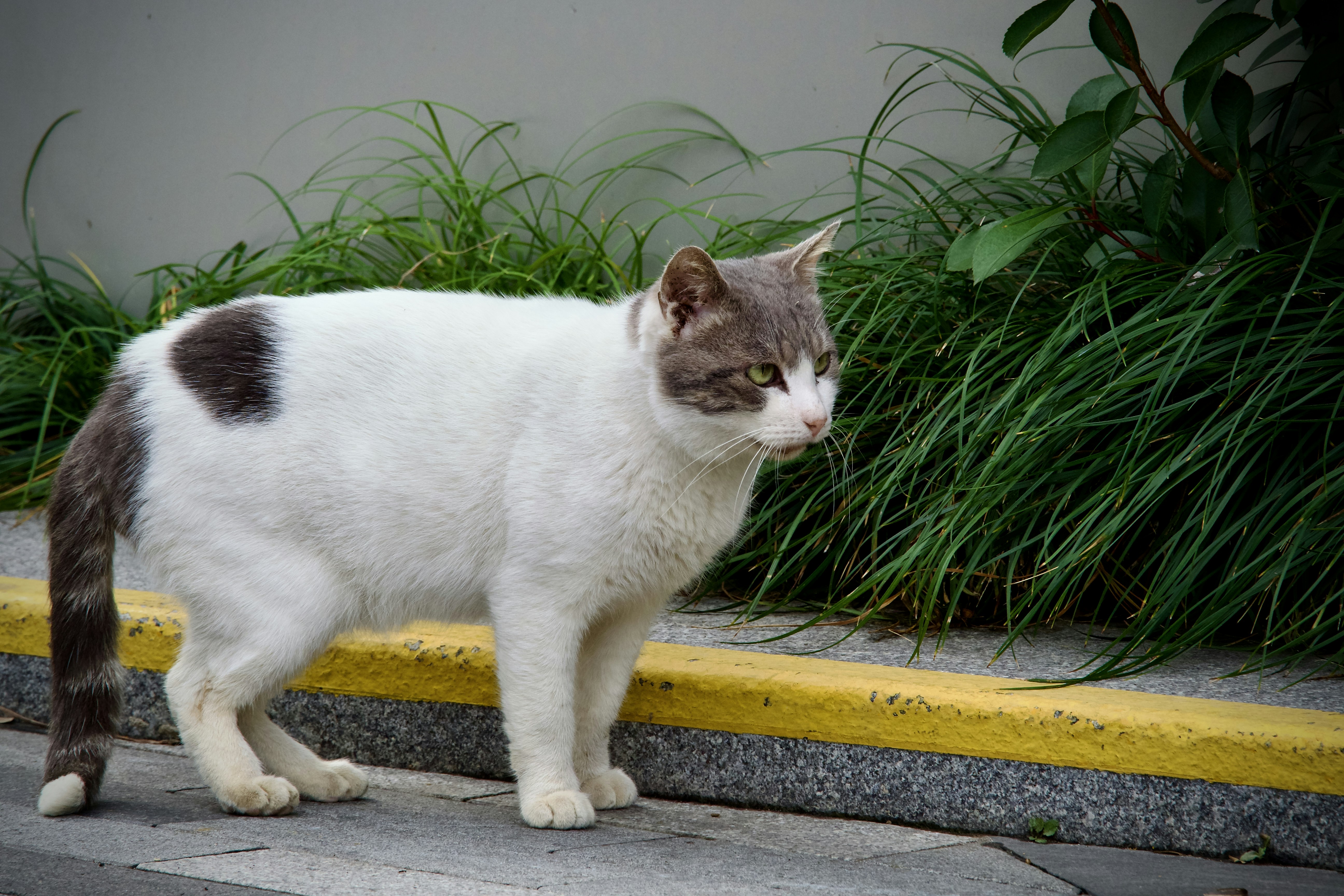 Singapura cat