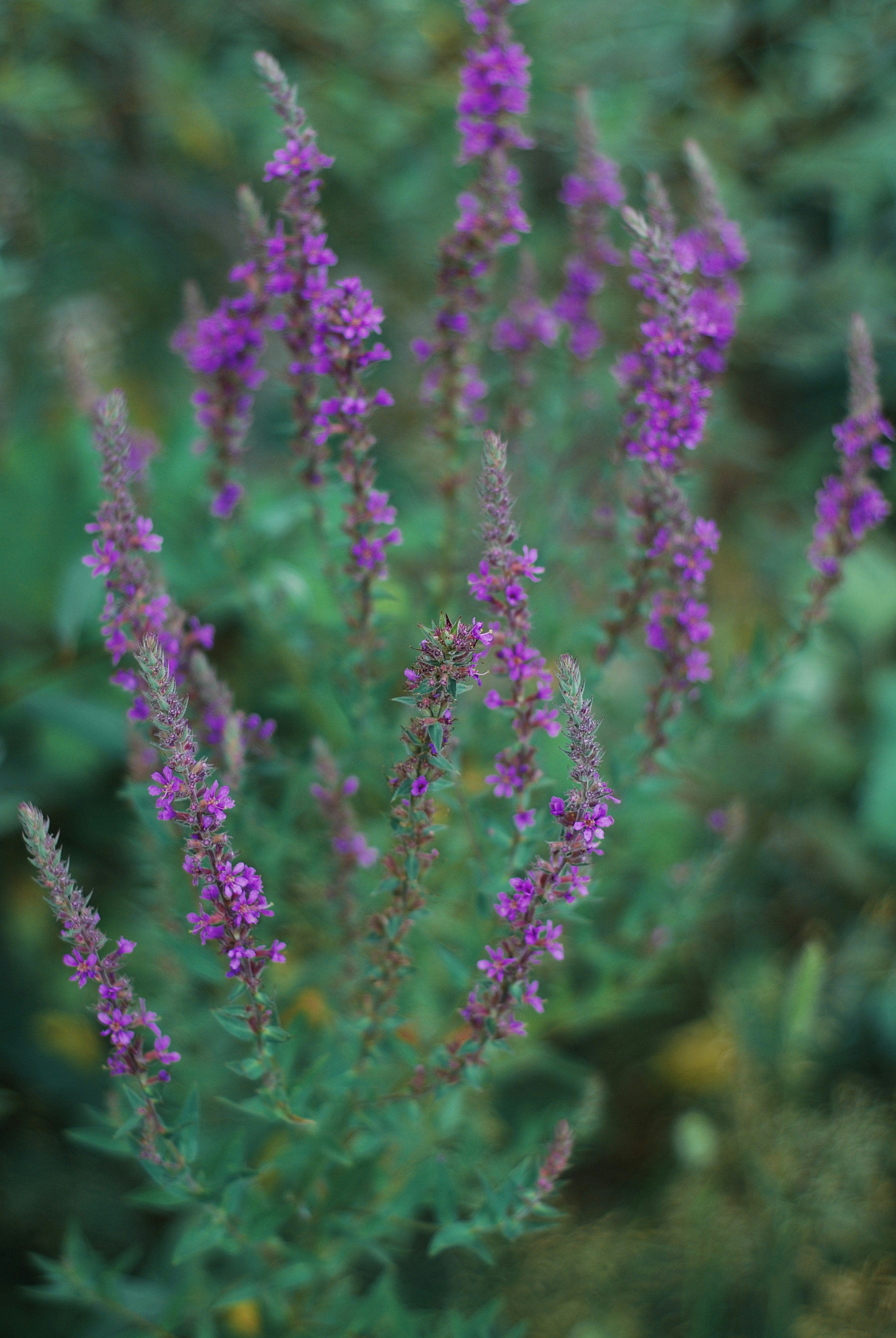 Photo by kovalskihelga