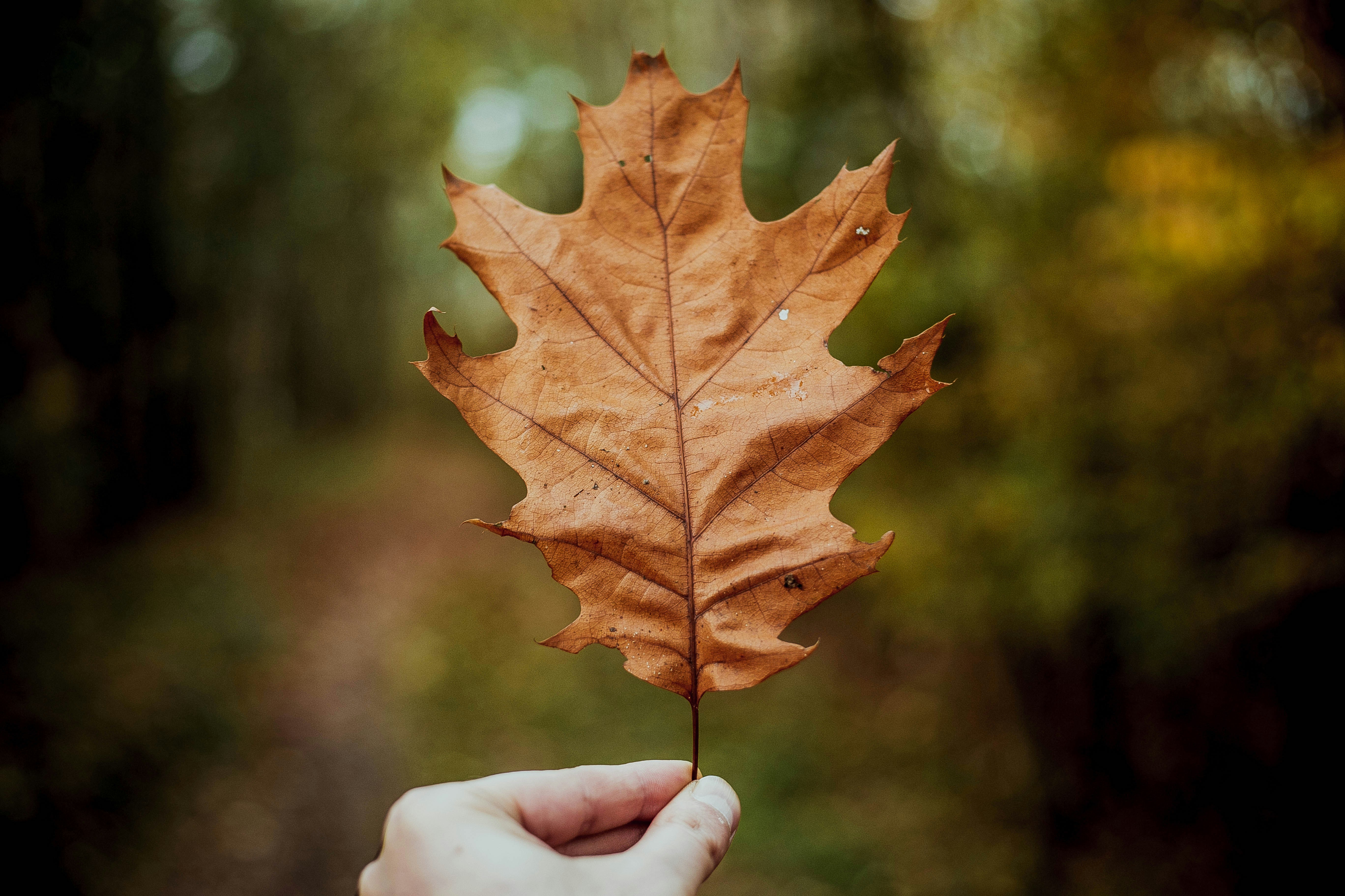 Hand holding brown leaf