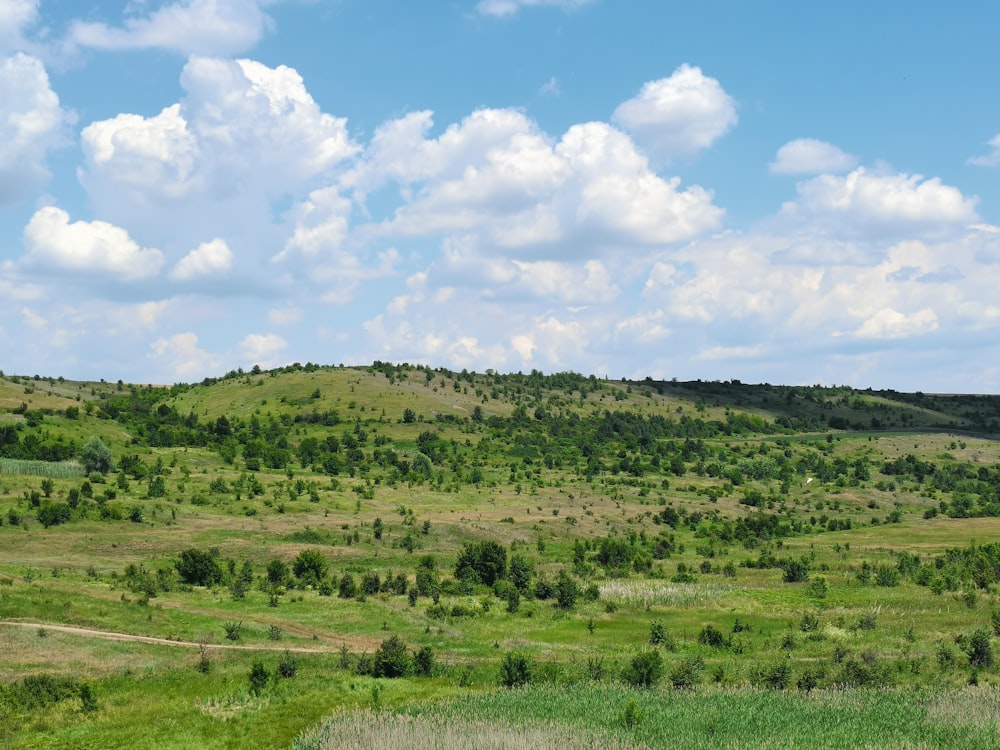 a landscape with trees and grass