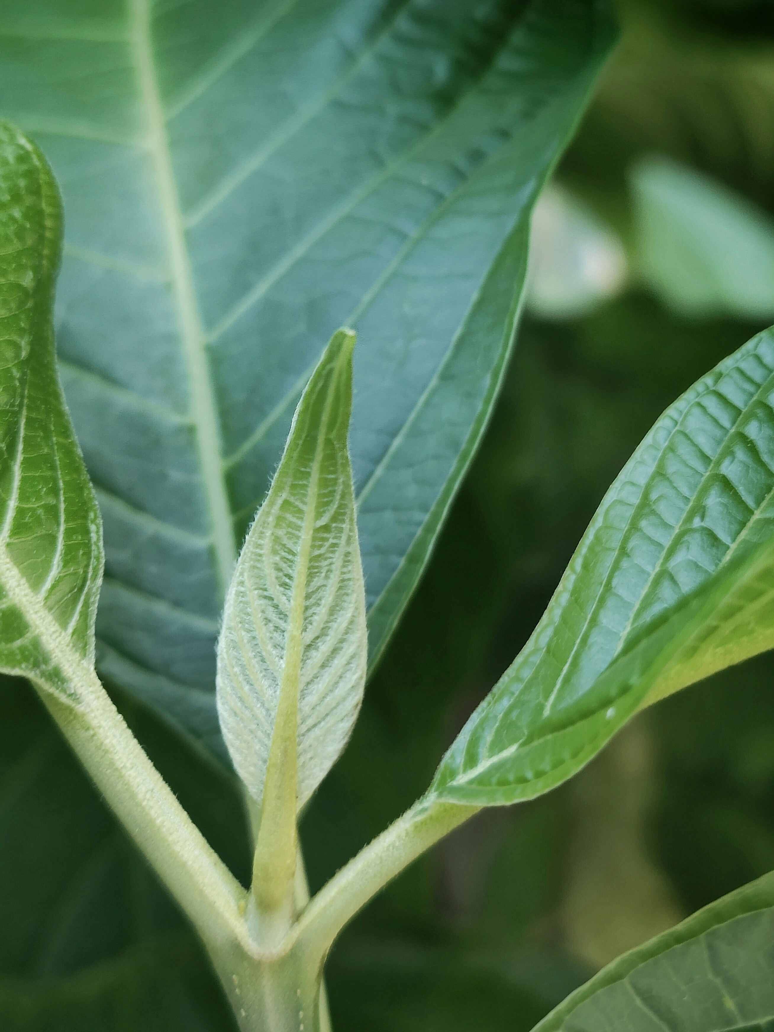 Photo by jacquesfunke