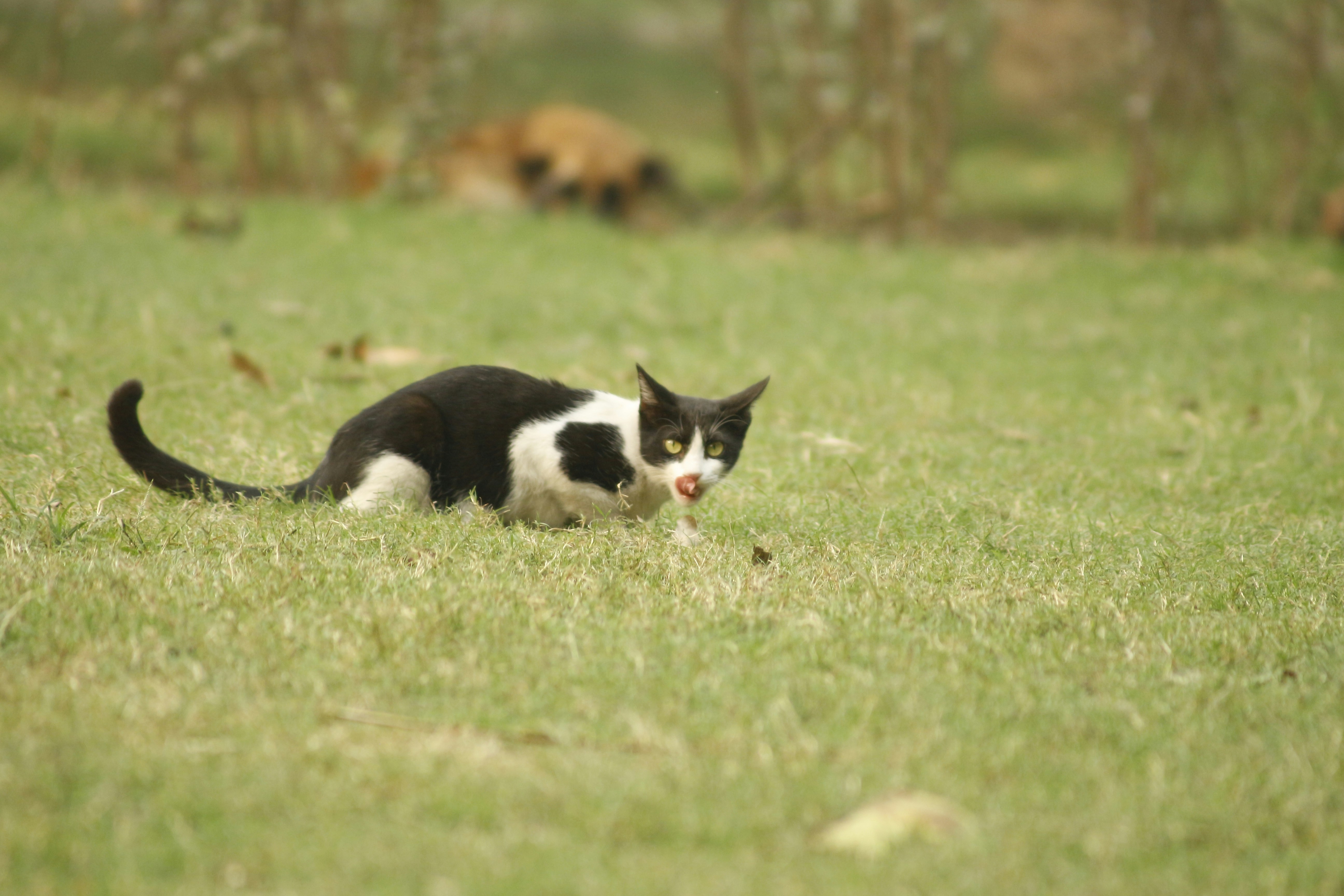 The Perfect Athletic Companion (image credits: unsplash)