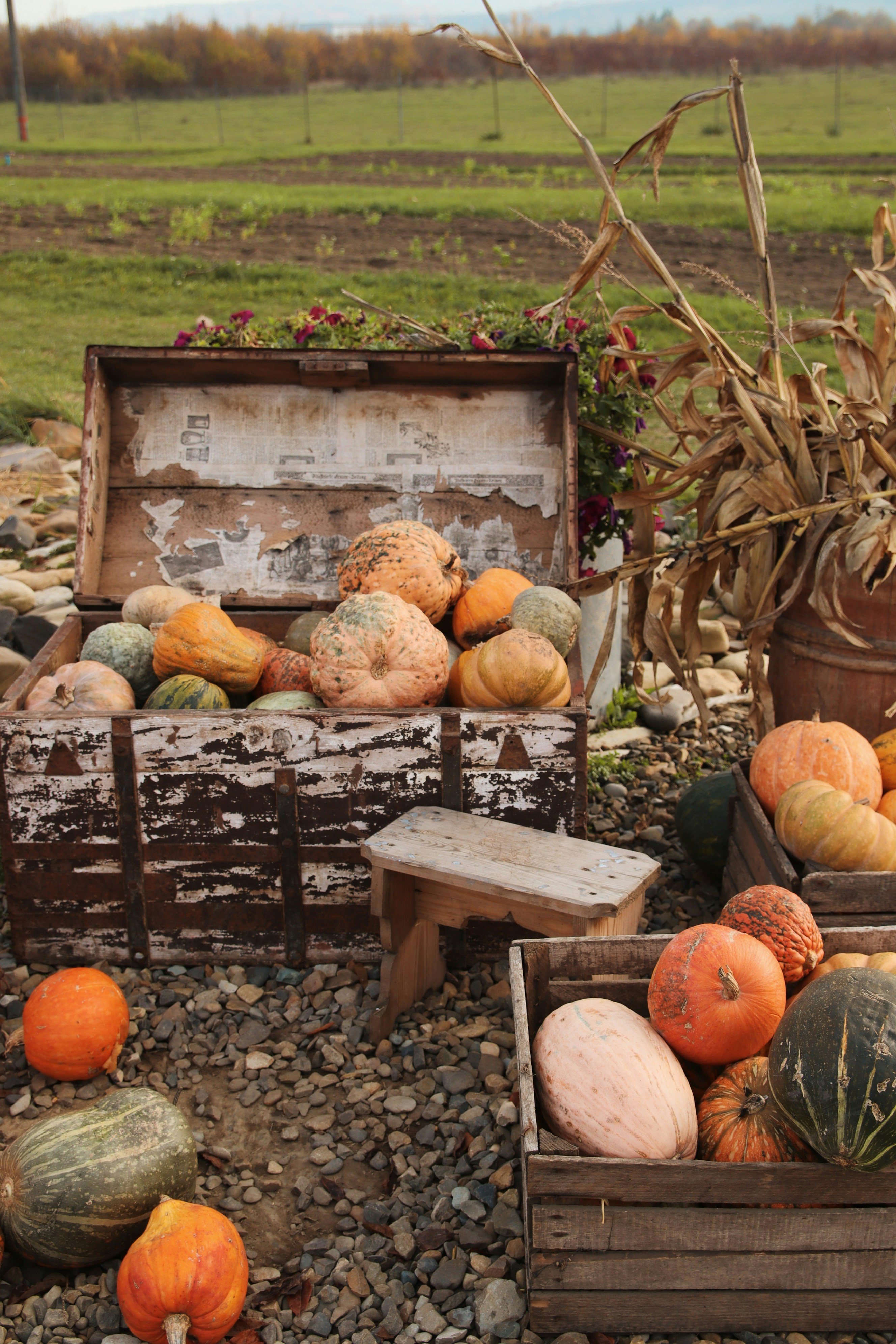 a group of pumpkins in a field