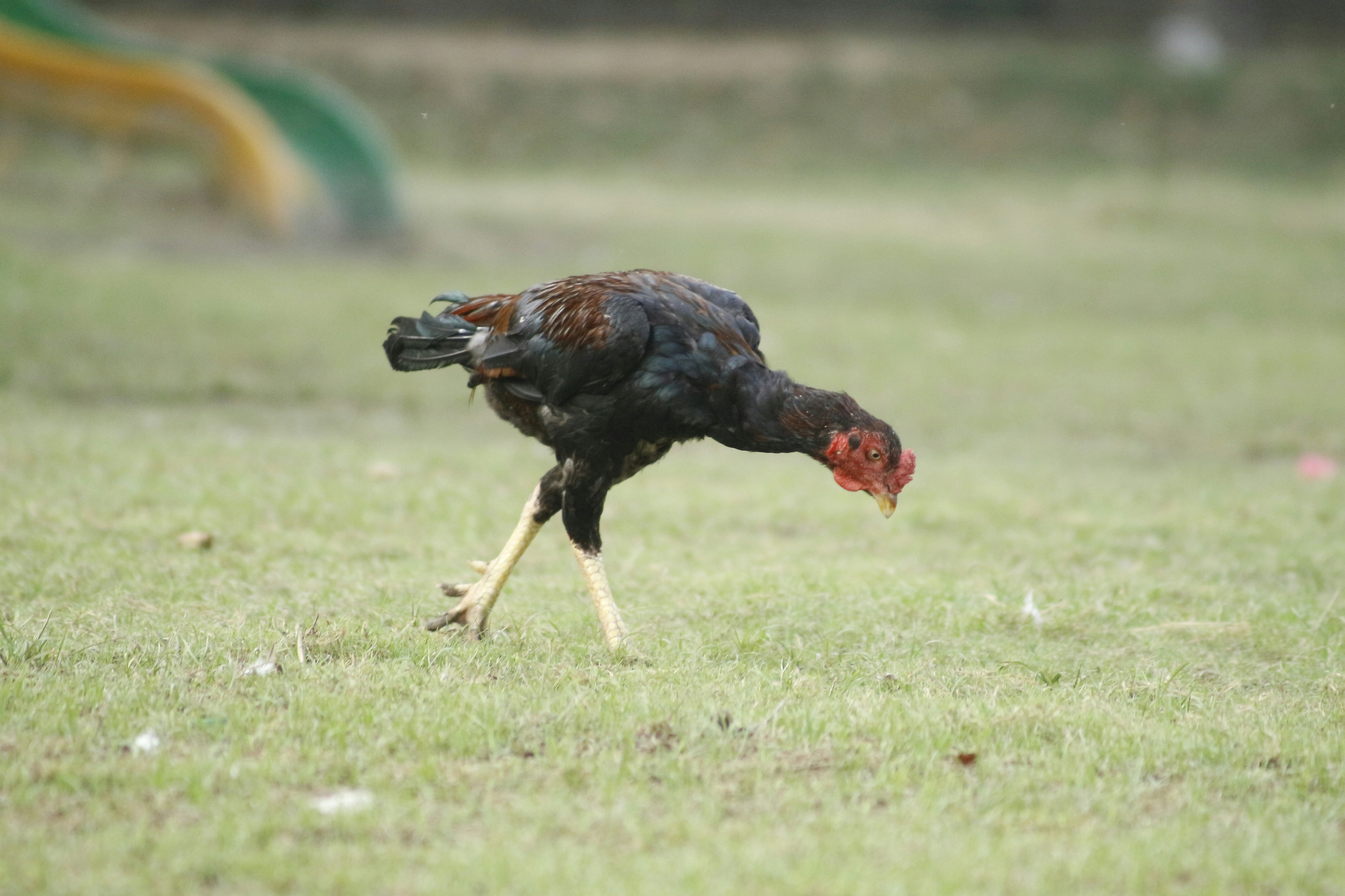 a chicken running on grass