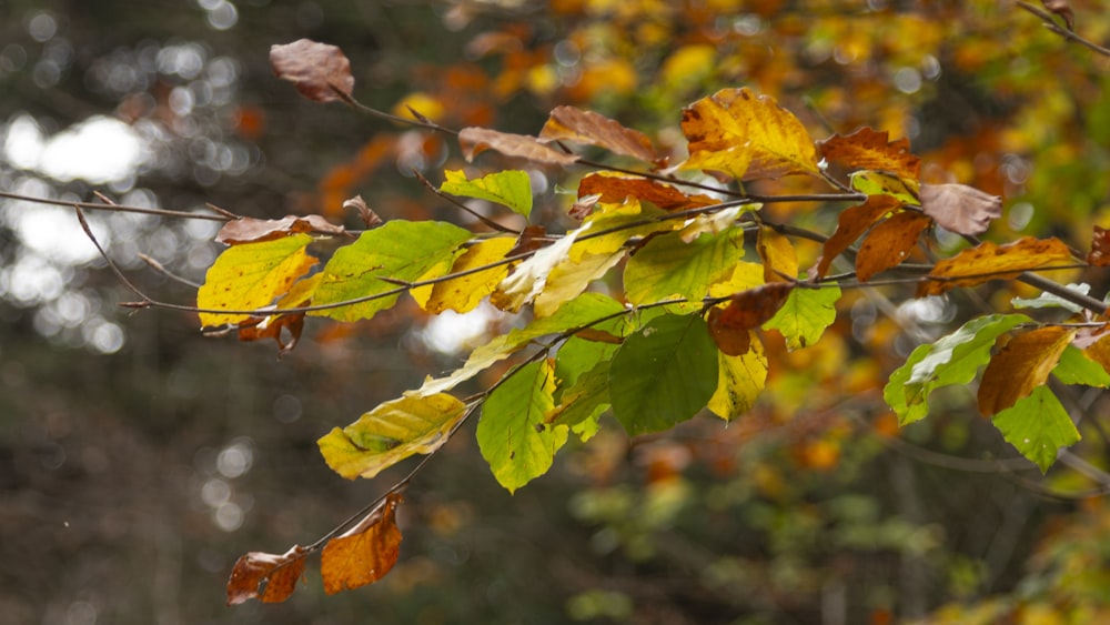 a close up of some leaves