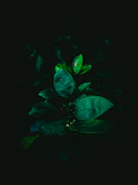 High-end product photography with deep black backgrounds and subtle emerald gradients.