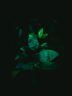 High-end product photography with deep black backgrounds and subtle emerald gradients.