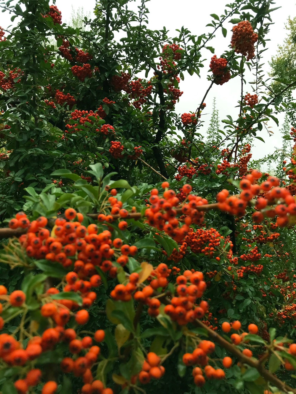 a tree with many berries