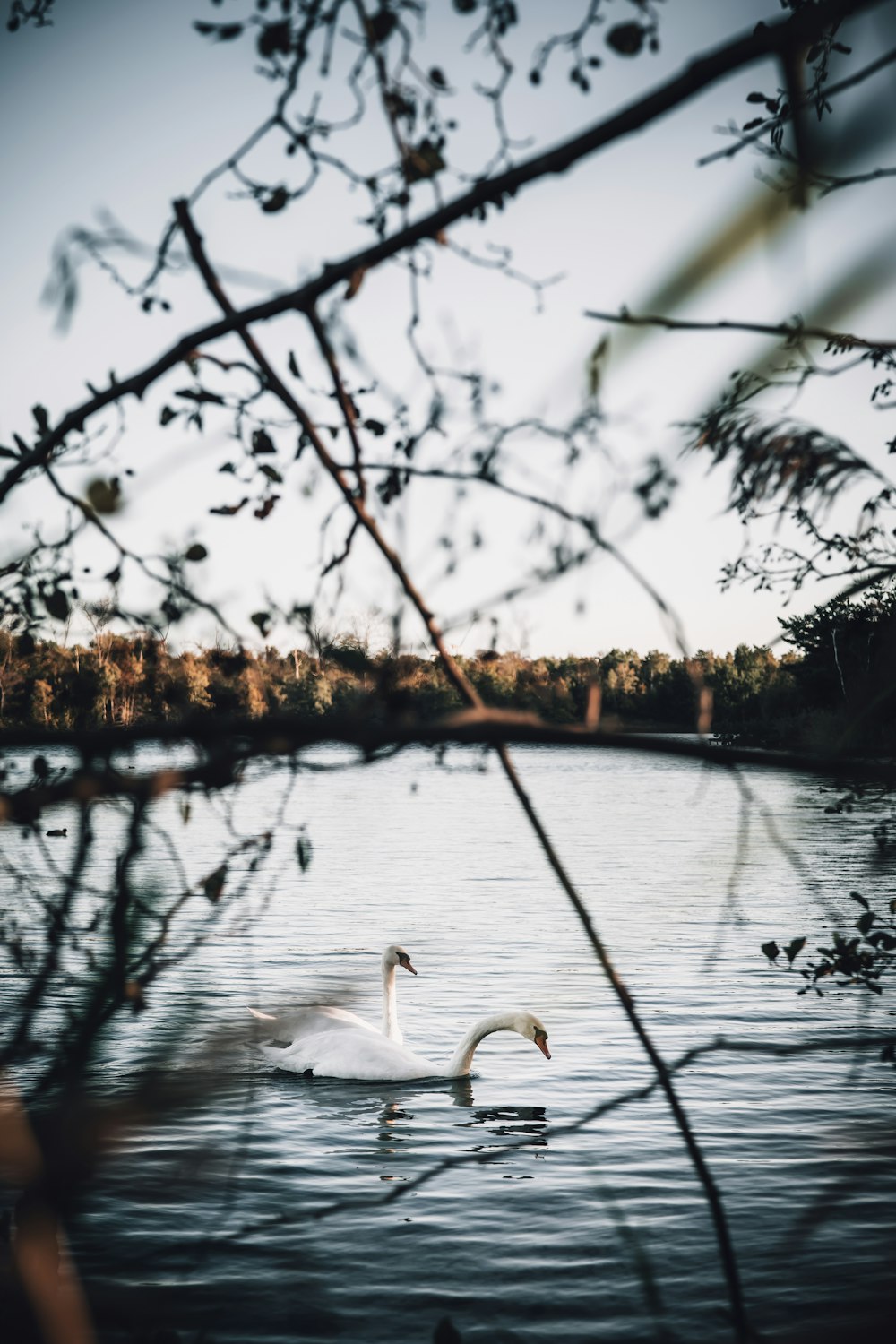 a swan swimming in a lake