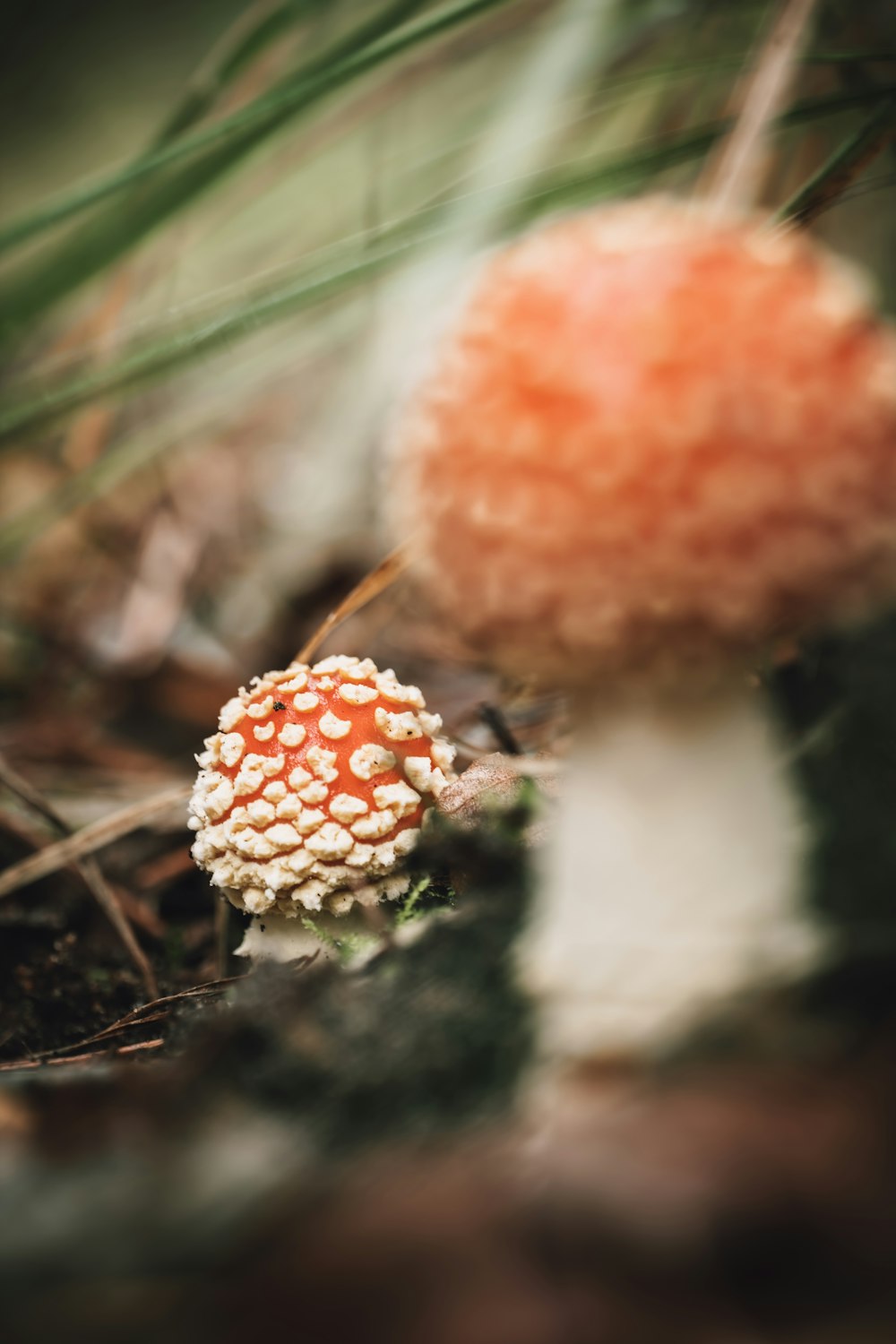 a close up of a pine cone