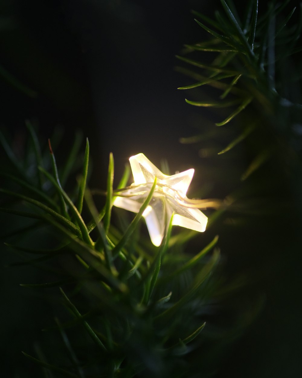 a white flower with green leaves