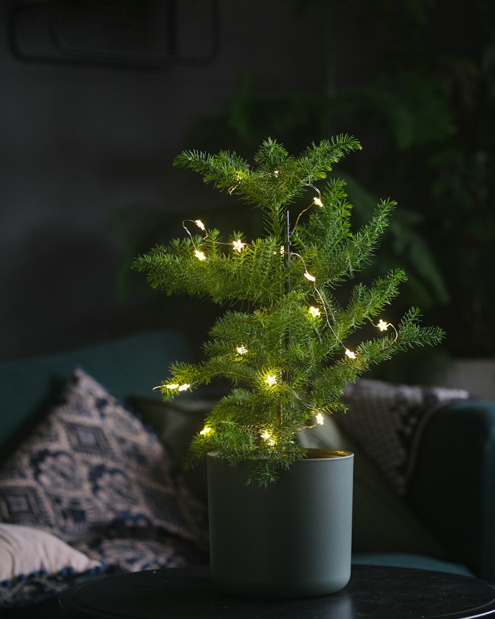 a small tree in a pot