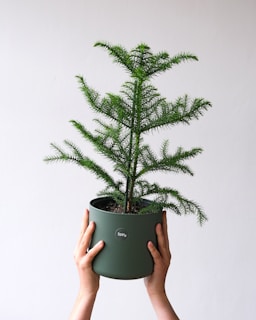 a hand holding a small green plant