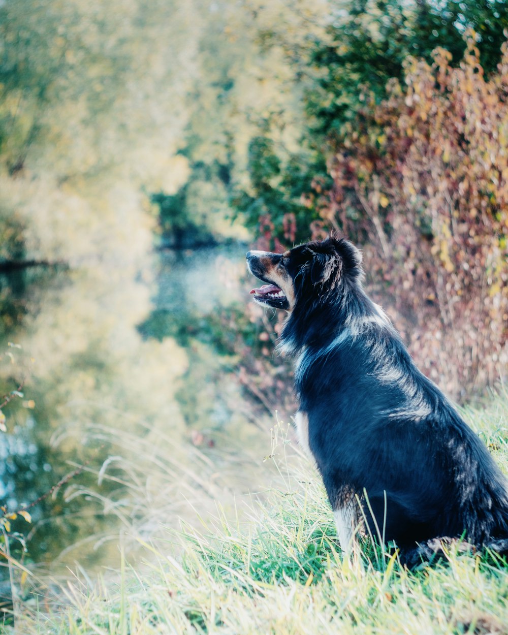 a dog standing in the grass