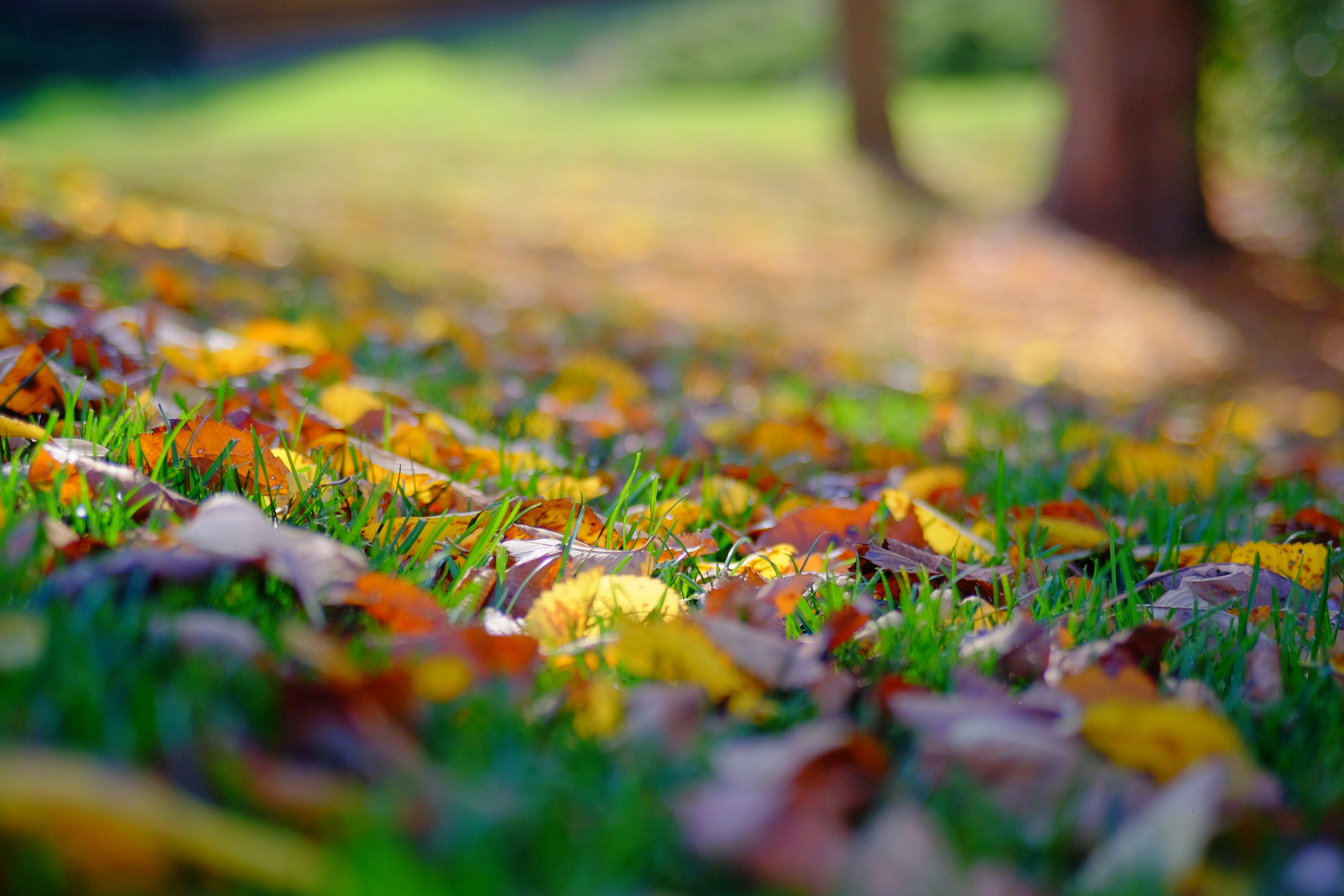 Photo by andreas_qie