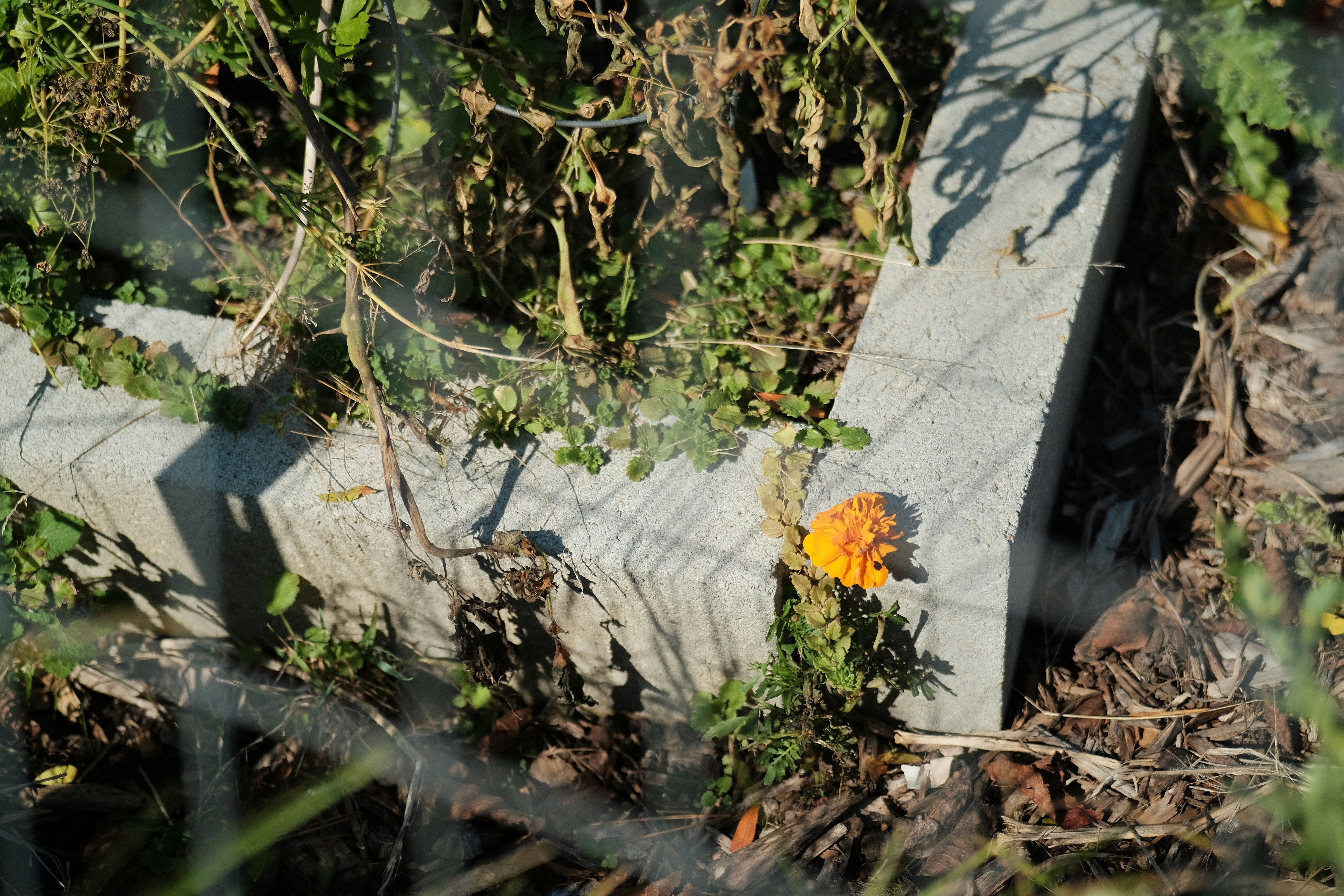 Photo by andreas_qie