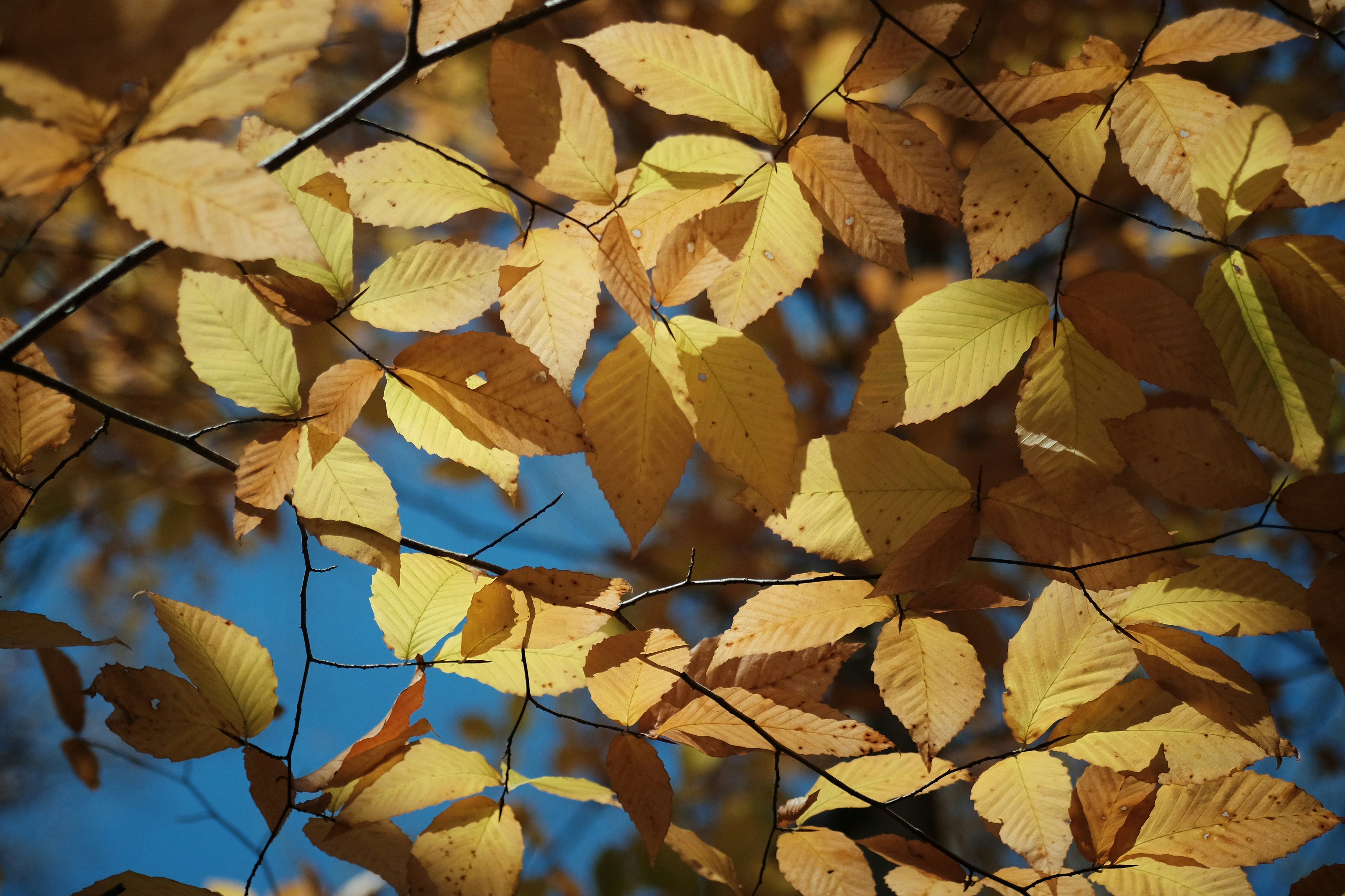 Photo by andreas_qie