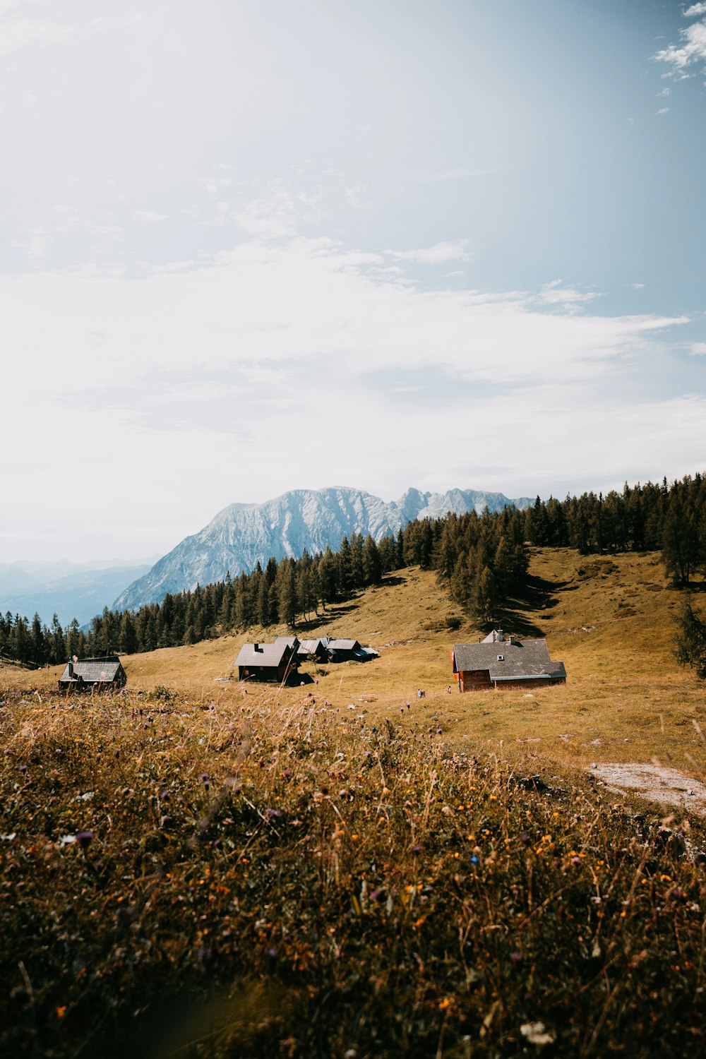 a grassy field with trees and a mountain in the background