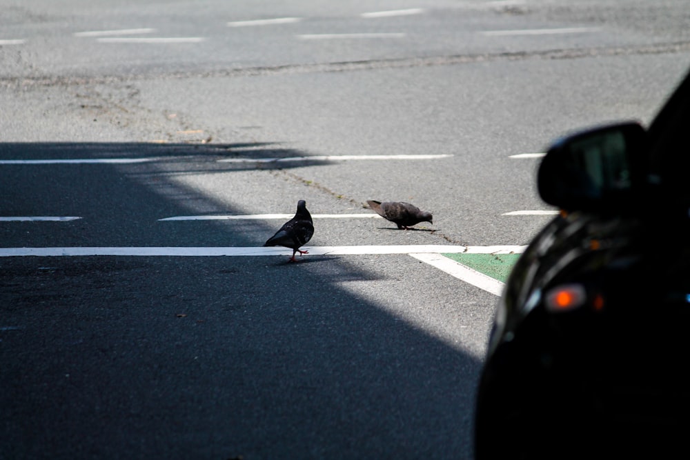 a couple of birds on a street