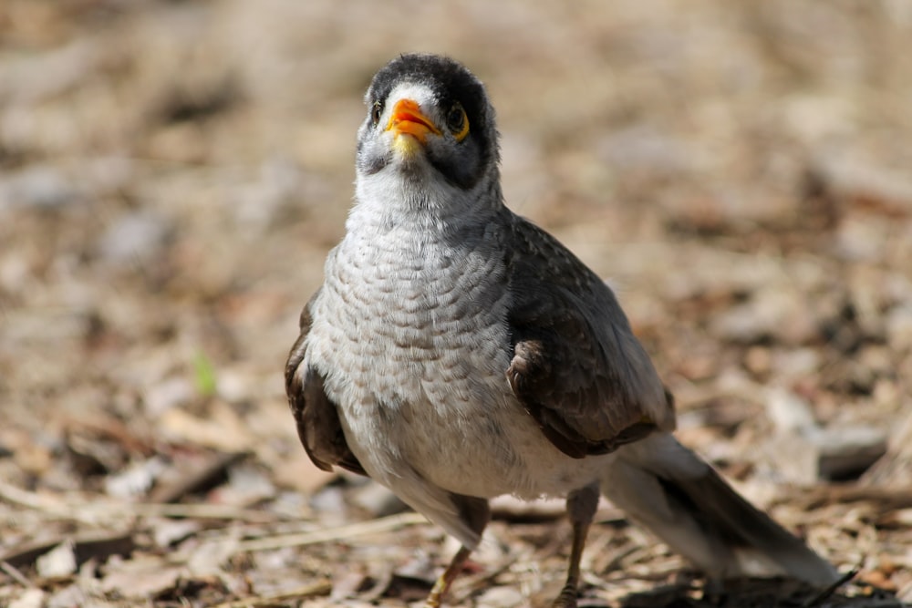 a bird standing on the ground