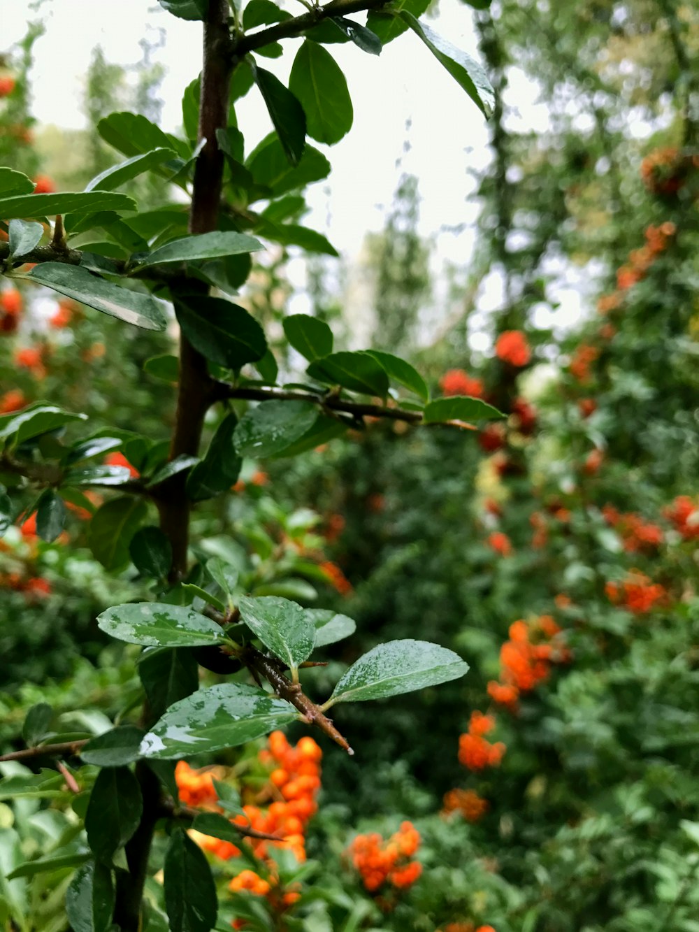 a tree with orange flowers