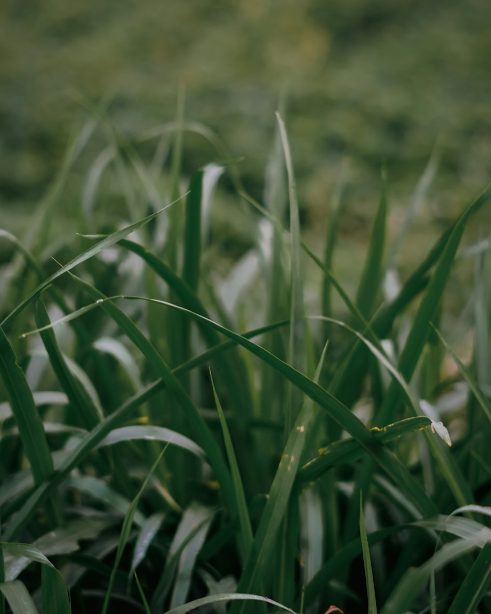 close up of grass