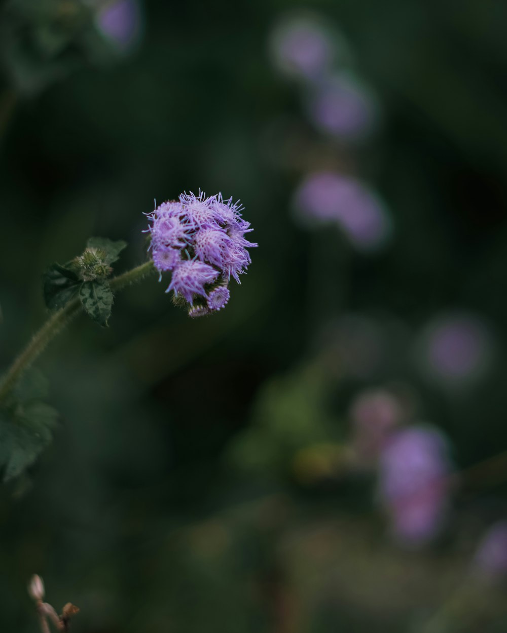 a close up of a purple flower