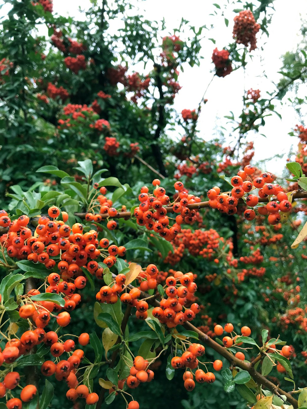 a tree with many berries