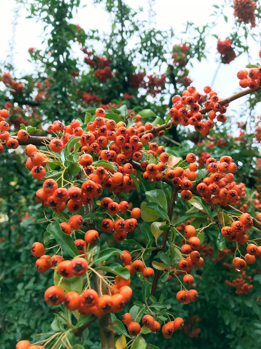 a tree with berries