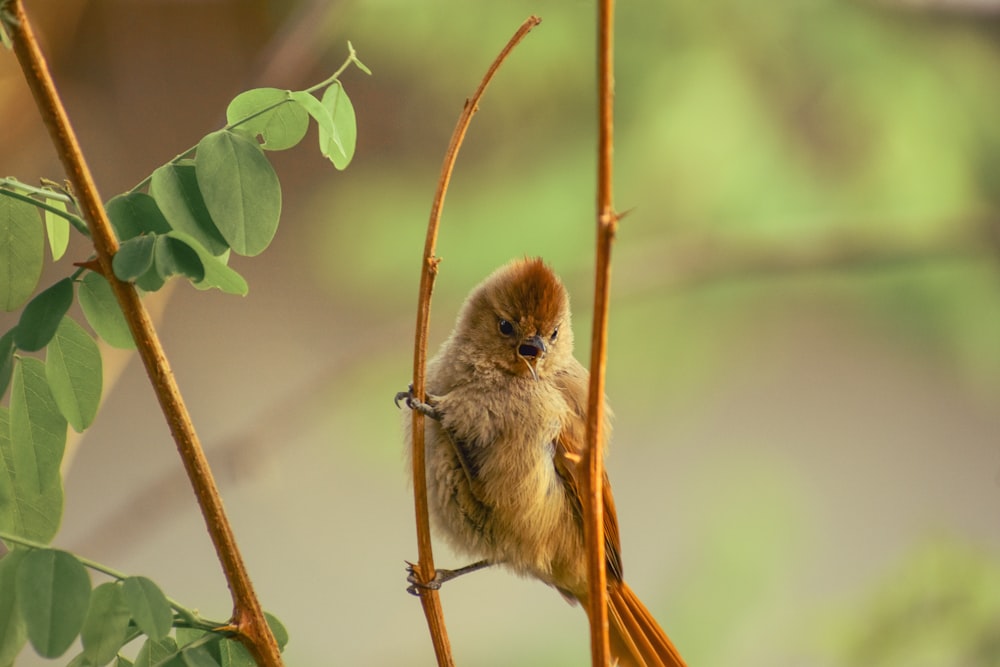 a bird on a branch