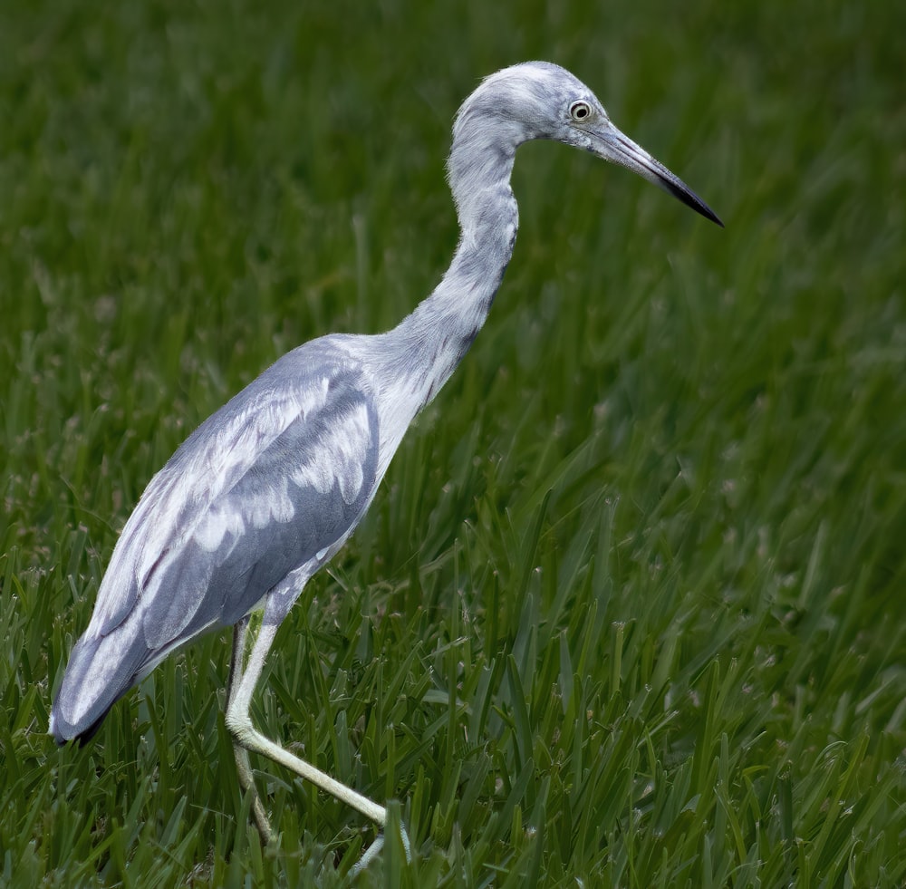 a bird standing in the grass