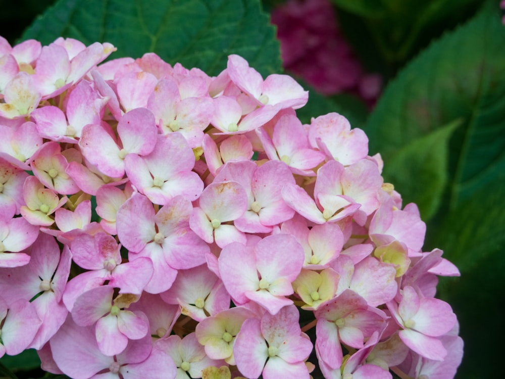 a group of pink flowers