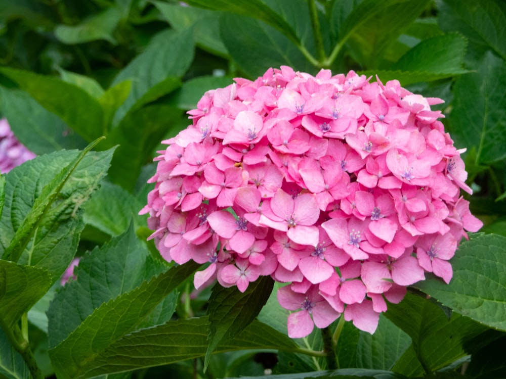 a close up of a flower