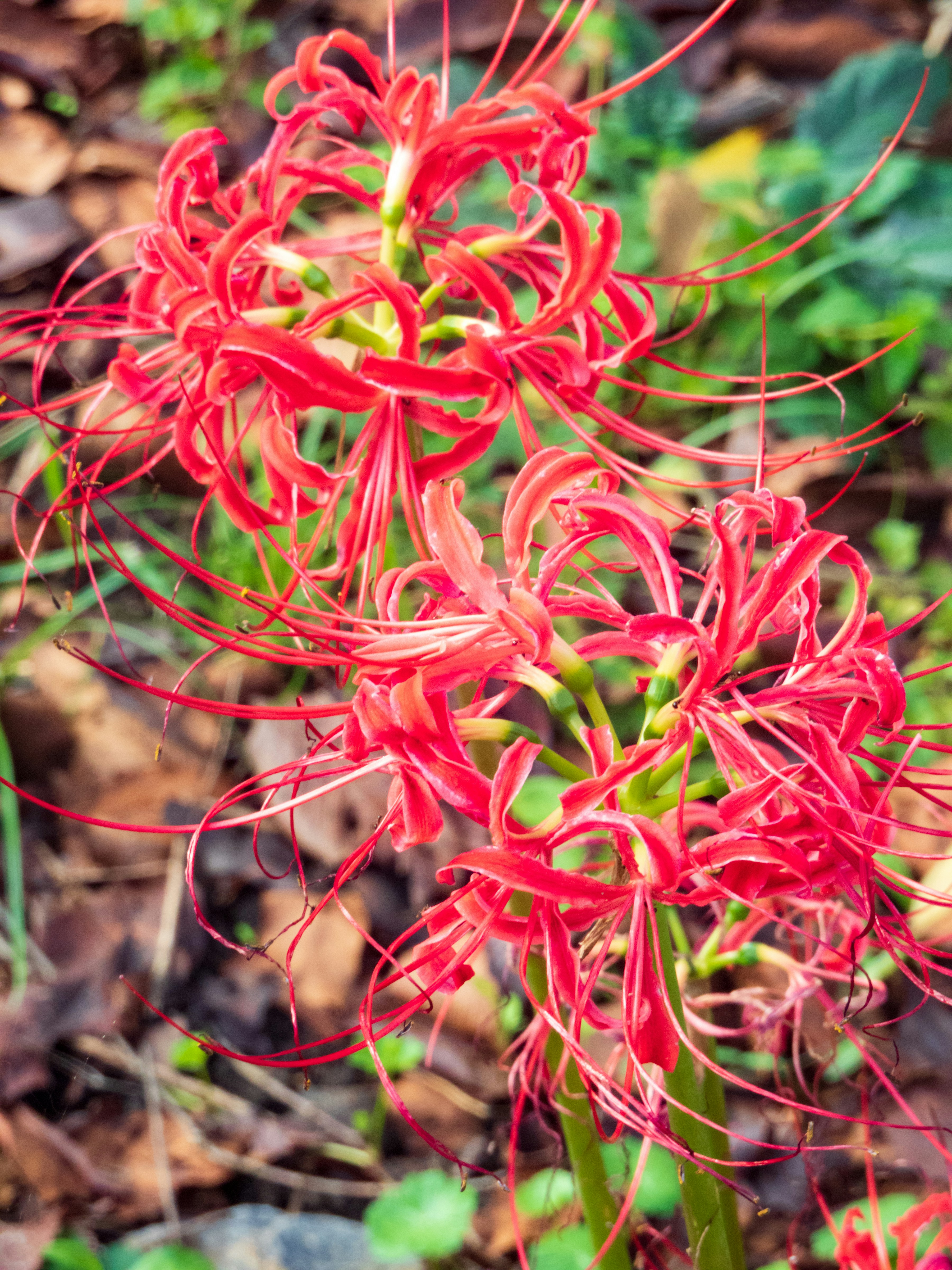 a close up of a plant
