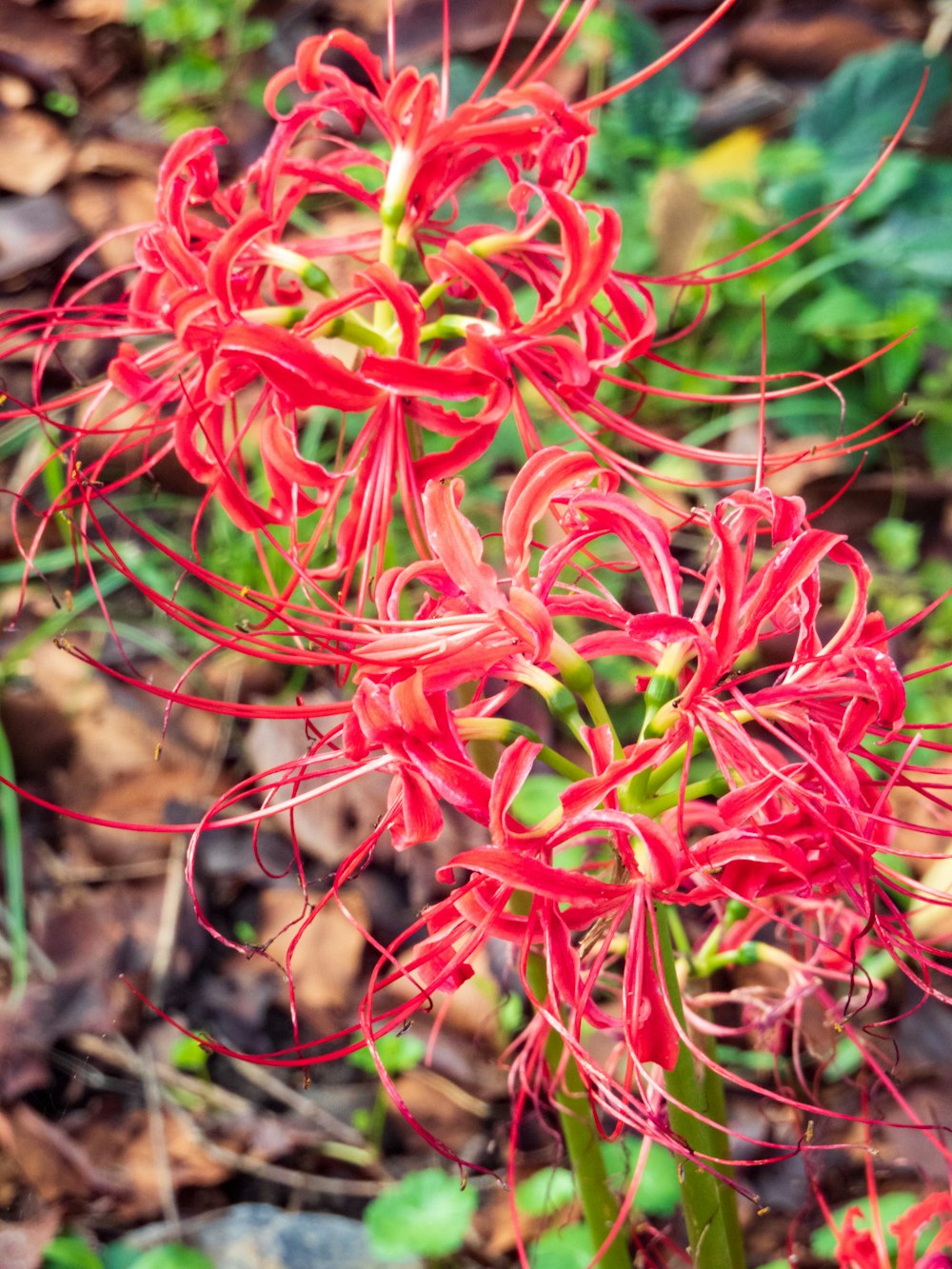 a close up of a plant