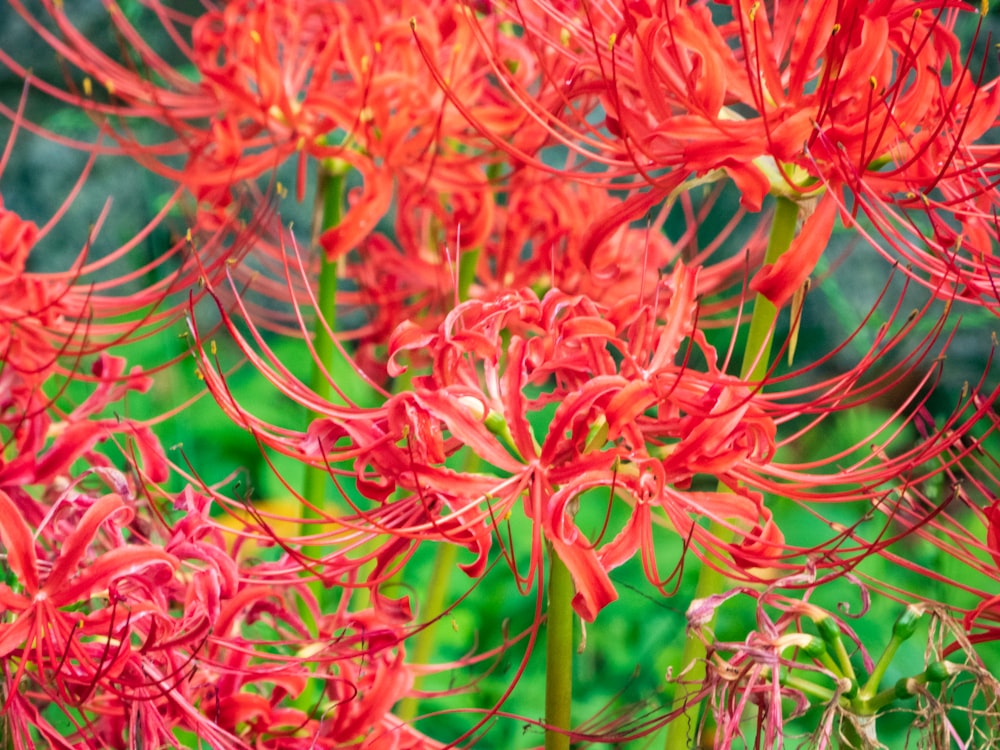 a close up of some plants