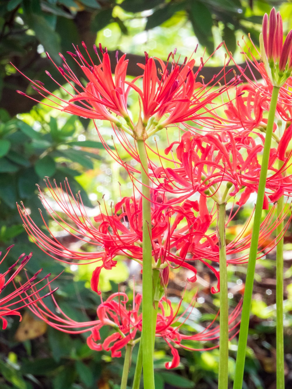 a close up of a red flower