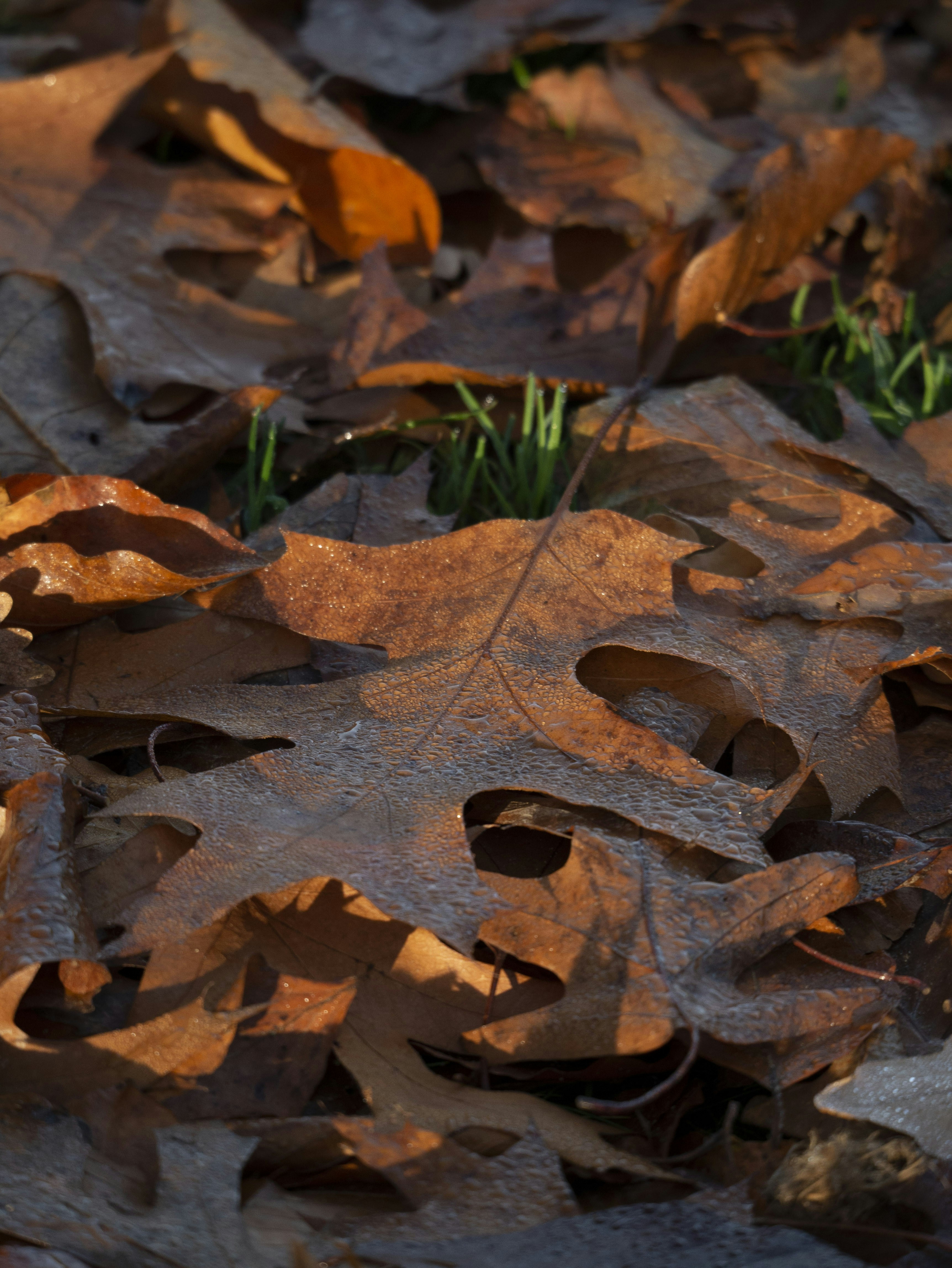 a close-up of some leaves
