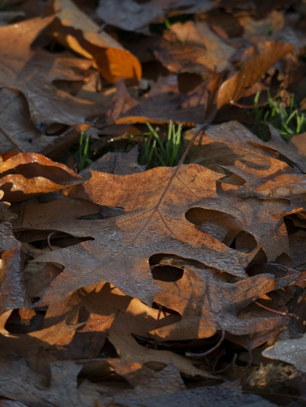 a close-up of some leaves