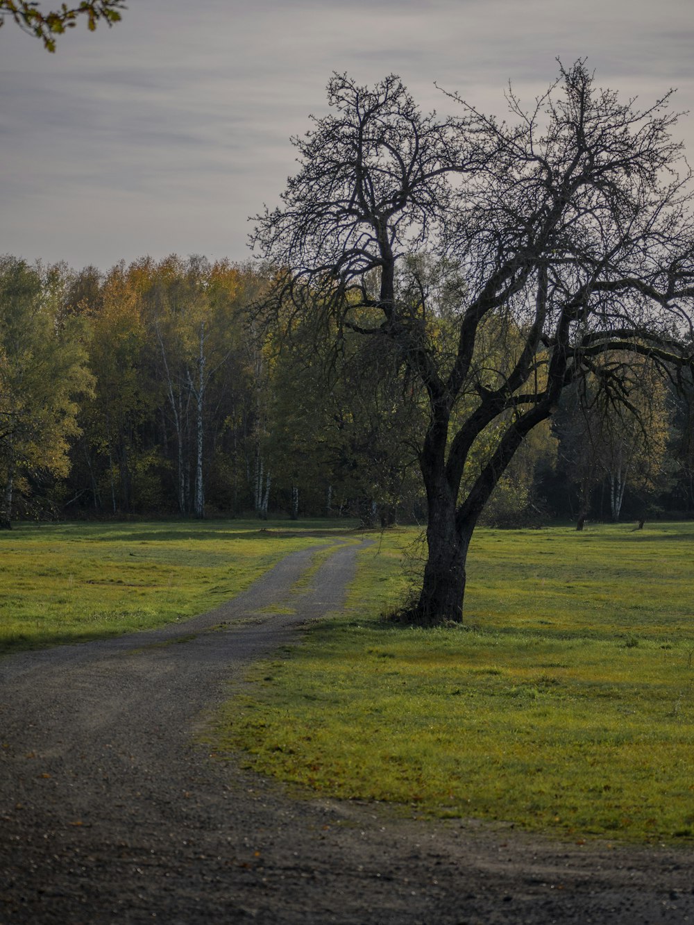 a dirt road with trees on either side of it