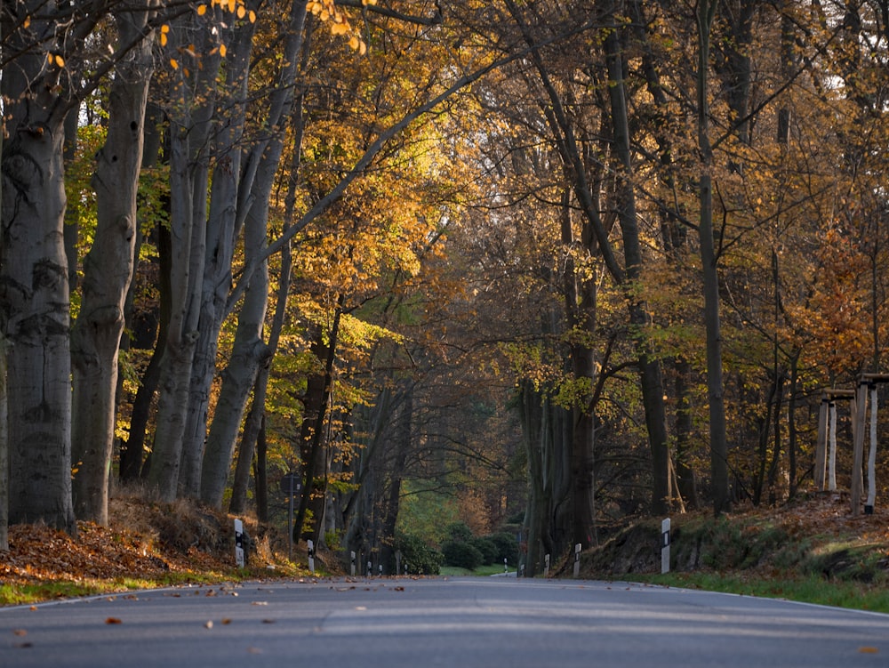 a road with trees on either side