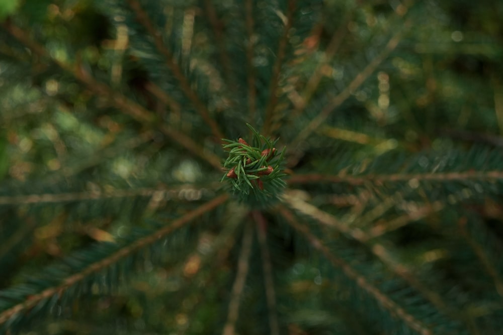 a close up of a plant