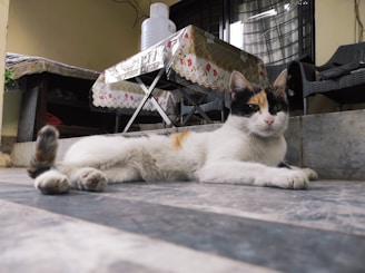 A calico cat is lying on a tiled floor, looking directly at the camera. The area seems to be a porch or patio with a table covered in a decorative tablecloth and a large white container on top. The background includes some wicker furniture and a window with drapes.